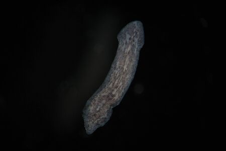 Turbellaria Flatworms Planaria by microscope. Freshwater microscopic wild nature and aquarium...