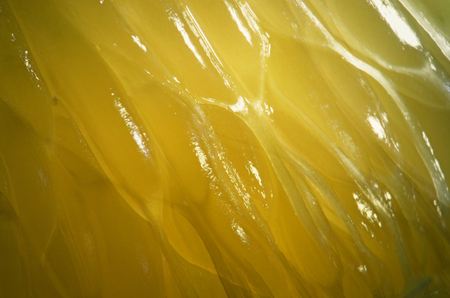 Fruit citrus orange cell structure. Juice, fresh, orange pulpの写真素材