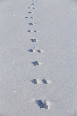 Hare tracks on clean snow field. Winter background minimalistic snow texture. Animal mammal presence