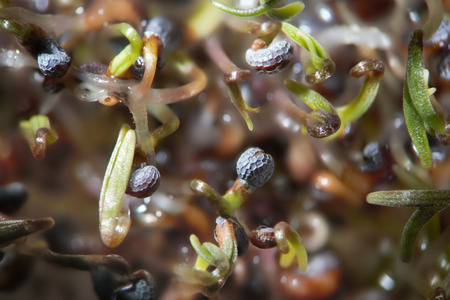 Microscopic shoots opium poppy Papaver somniferum. Narcotic, drug opiates and food plantの写真素材