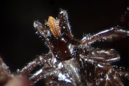 Parasites ticks, mites, Ixodes scapularis or deer tick or blacklegged tick cause of viral infectious...