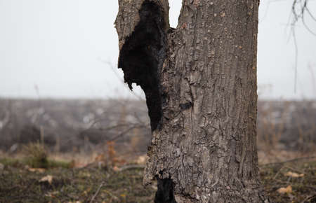 Burnt tree trunk in the scorched field at foggy spring morning. Dead tree after the fireの写真素材