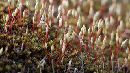 Haircap moss or hair moss Sporophyte. Plant Polytrichum commune, common haircap, great golden maidenhair or great goldilocks. Floral background macro close-upの写真素材