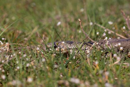 Smooth snake among spring flowers. Reptile Coronella austriacaの写真素材