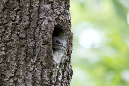 Nuthatch nestling peeking out of the oak hollow. Forest bird Sitta europaea or Eurasian nuthatch or Wood nuthatch on the nestの写真素材