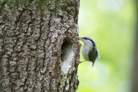 Bird Nuthatch moves along tree trunk, nestling waits for feeding in hollow of the oakの写真素材