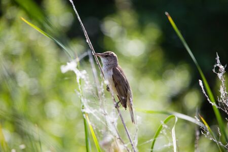 Bird great reed warbler Acrocephalus sits on branch among spring greens of Europeの写真素材
