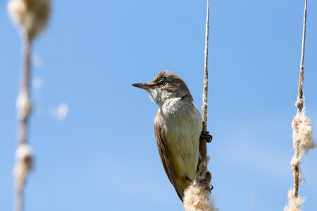 Bird great reed warbler Acrocephalus sits on bulrush, reed or cattail at sunny spring day in Europe