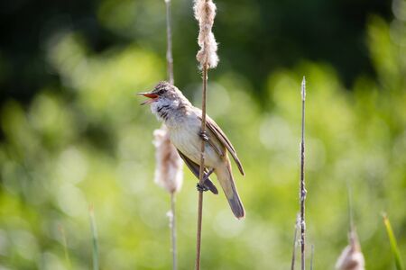 Singing bird great reed warbler Acrocephalus sits on bulrush, reed or cattail among spring greens of Europeの写真素材