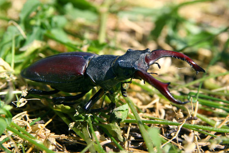 A deer beetle on the grass. A rare insect close-up.