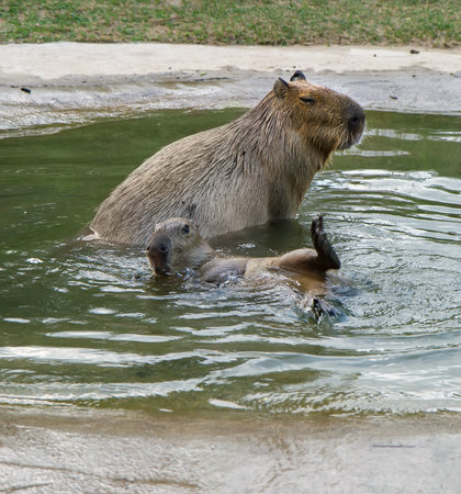 Two capybarez frolic in the pool. A large capybara sits, a smaller one swims upside down.の写真素材