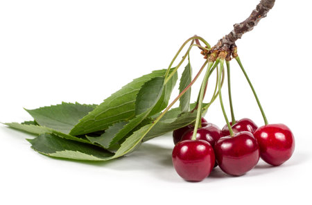 A branch with leaves and ripe cherries on a white background. Fresh natural fruits on a white background.の写真素材