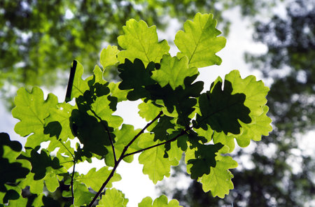 Oak leaves in the forest on a tree.の写真素材