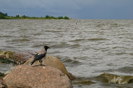 A crow sits on a rock and looks out over a stormy sea.の写真素材
