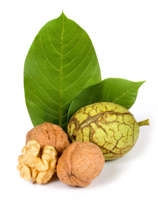 Walnuts with leaves and peel on a white background. composition of walnuts.の写真素材
