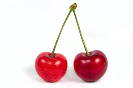 Two cherries with one cutting on a white background.の写真素材