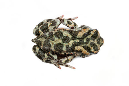 Spotted frog on a white background. Green toad close-up.