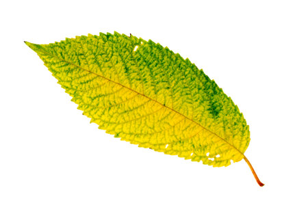 The yellowing autumn leaf is isolated on a white background. A close-up of a cherry leaf.の写真素材