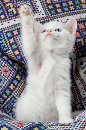 The white kitten raised its paw and looked up.の写真素材