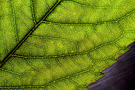 The texture of the leaves of the tree is close-up. Veins and structure of plant leaves.の写真素材