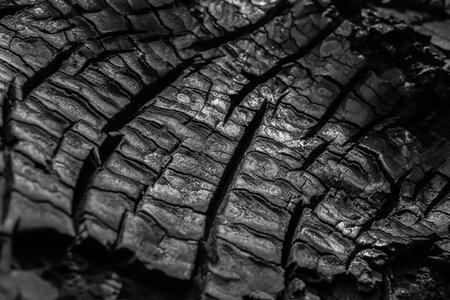 The texture of the burnt wood is close-up. Black burnt wood.の写真素材