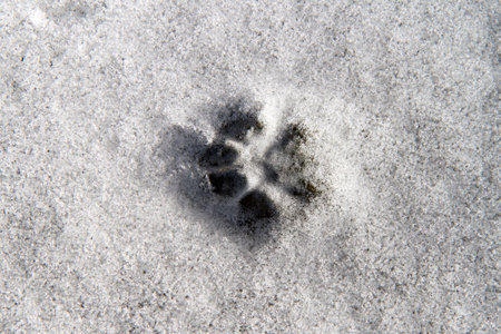 The animal's footprint is in the snow. One cat trail in the snow.