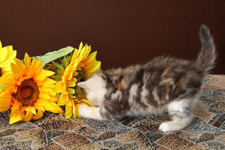 The kitten plays with sunflower flowers. A small fluffy kitten on a brown background.の写真素材