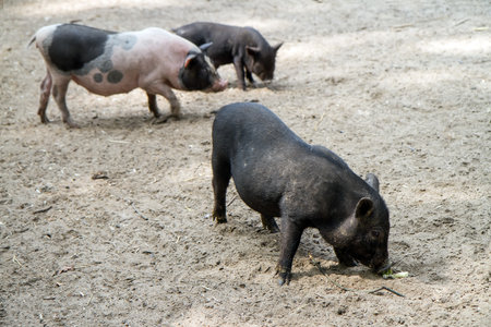 Three pigs on the background of sand. In the foreground is a black pig. Pigs of different colors.の写真素材