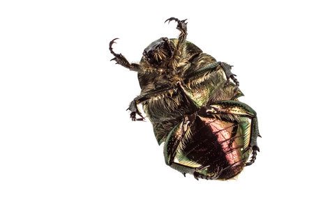 Bronzovka insect beetle on a white background. Views of insects from below.の写真素材