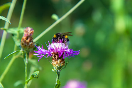Wild bumblebee collects nectar on a purple flower. Bumblebees pollinate wildflowers.の写真素材