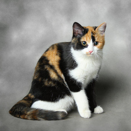 Beautiful tricolor cat on a gray background. Studio photography of a pet.の写真素材