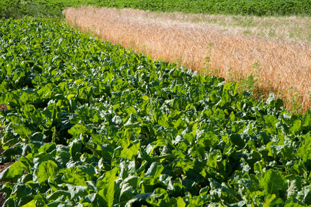 Cultivation of agricultural crops in the farm. The buryak field is adjacent to the ol of mature barley.の写真素材