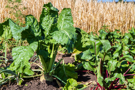 Cultivation of natural vegetables and fruits in the farm. A large beet in a garden bed in a field.