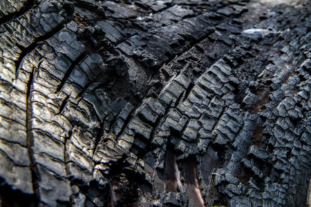 Texture of burnt wood. Black burnt wood.の写真素材