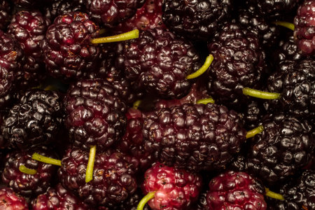 Close up of mulberries. Texture from natural mulberry berries.の写真素材