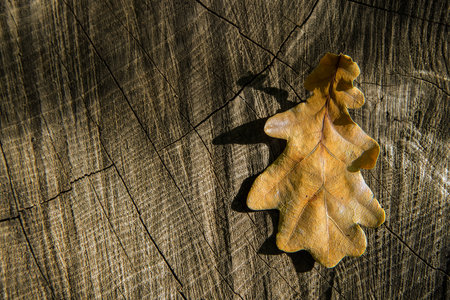 autumn oak leaf. Dry oak leaf on the background of a wooden surface.の写真素材