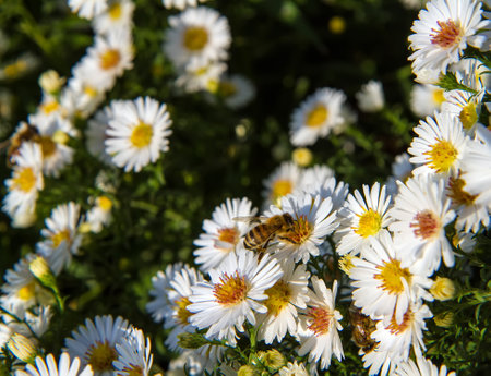 Meadow flowers and insects close-up. The bee pollinates flowering daisies.の写真素材