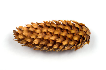 Spruce cone on a white background. Pine cone close-up.の写真素材