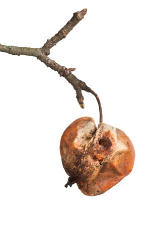 A rotten apple hangs on a branch. Rotten apple on a white background.の写真素材