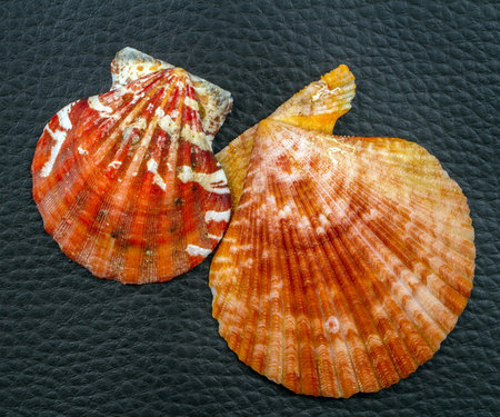 Sea scallop shells are red. Two seashells on a dark background. Seashells of bright variegated colors.の写真素材