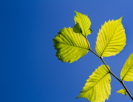Green leaves of plants in the sun's rays. A branch and leaves of a tree against a blue sky.