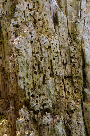 The texture of an old tree eaten by ants and termites. Wooden stump in more often woods.の写真素材