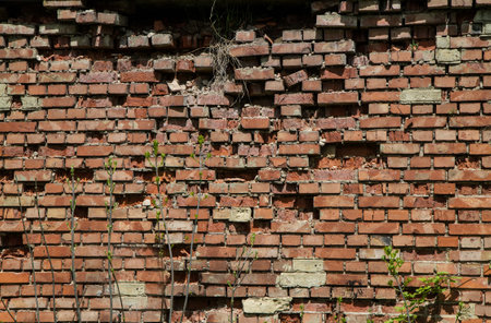 Old brick wall with green sprouts. The background is red.の写真素材