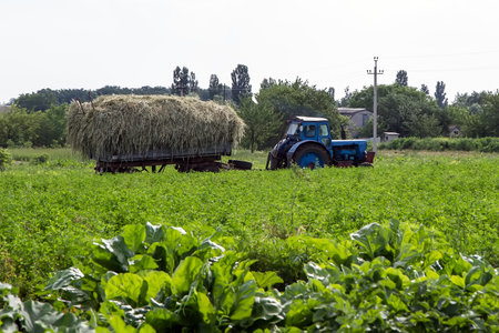 The tractor is carrying a trailer with straw. An old farm tractor works in the field.