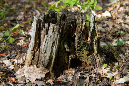 An old rotten stump in the depths of the forest. Stump surrounds last year's oak leaves.の写真素材