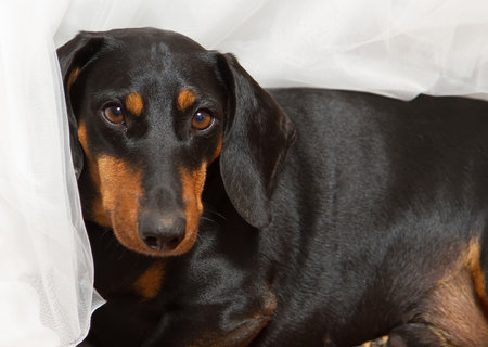 Portrait of black and tan dachshund with white veilの写真素材