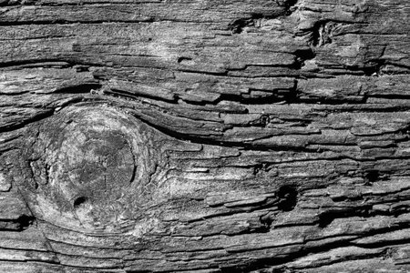 Black and white image of old wood. The texture of the old wood is close-up.