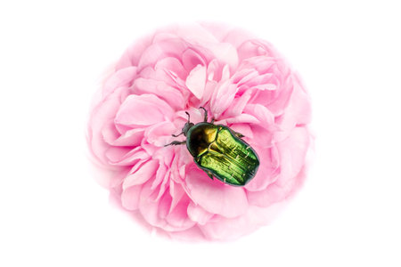 Bronzovka beetle insect on a pink flower. Bronzovka on a white background. Green shiny beetle close-up.の写真素材