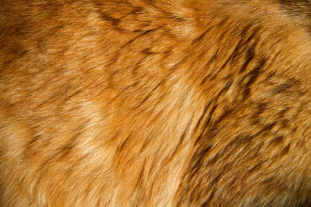 Close-up of the animal's hair. The texture of the animal's coat. Red natural animal hair.の写真素材