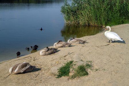 Various waterfowl on the shore of the lake. Swan, geese and ducks on a sandy beach.の写真素材